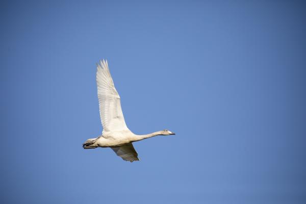 Swan In Flight