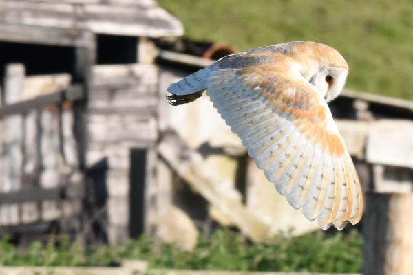 Barn owl in Flight
