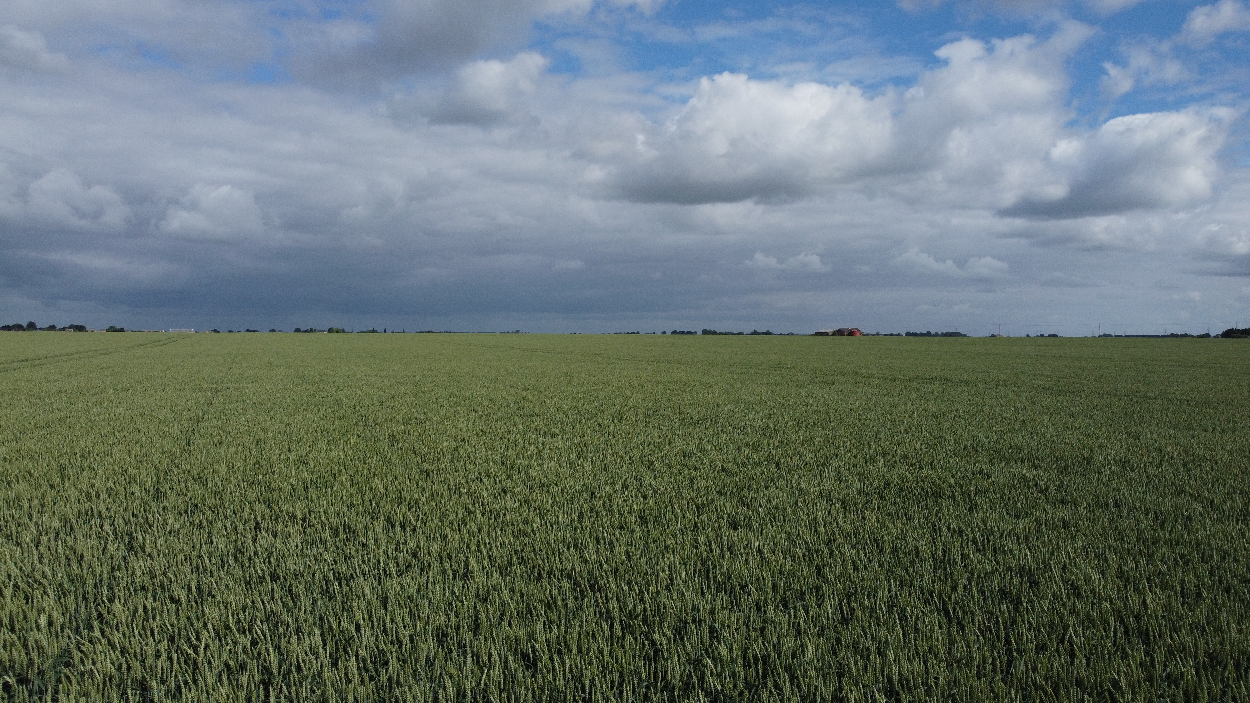 Wheat fields June 2021 