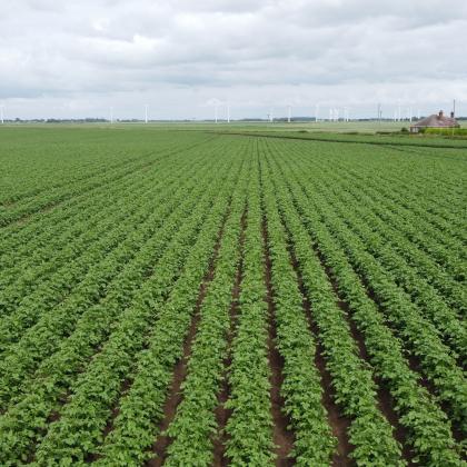 Potato field June 2021
